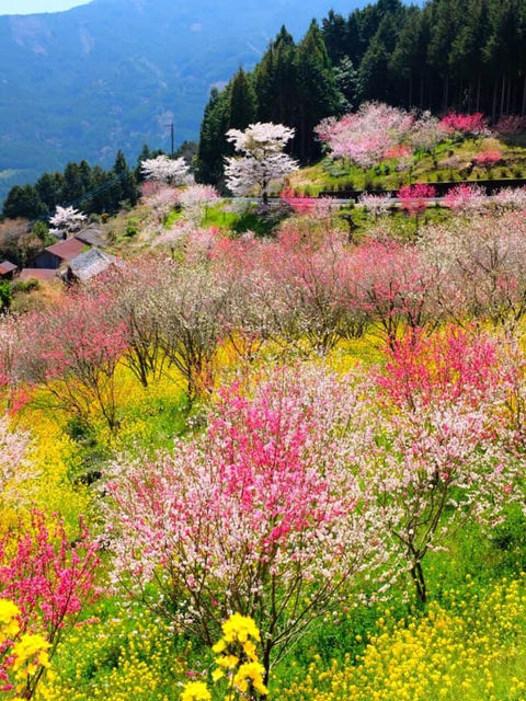 assorted color flower field during daytime