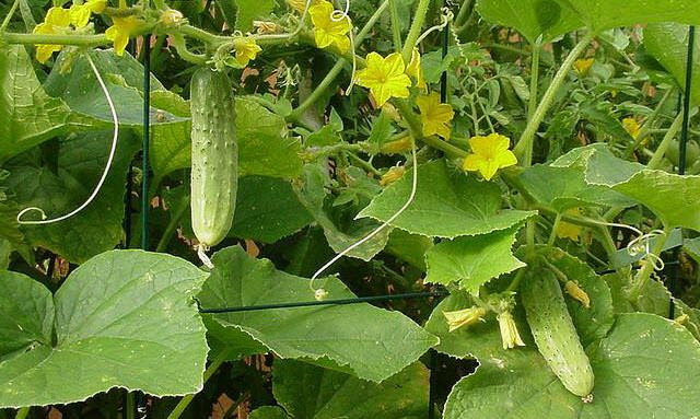 pepino