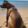 Brown dog on the beach in Muskegon, MI