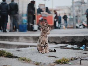 What you can do to prevent cruelty to animals