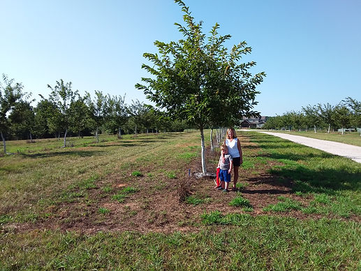 Twin Chimneys Farm Woodruff, SC