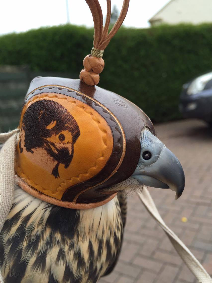 Falconry Hoods
