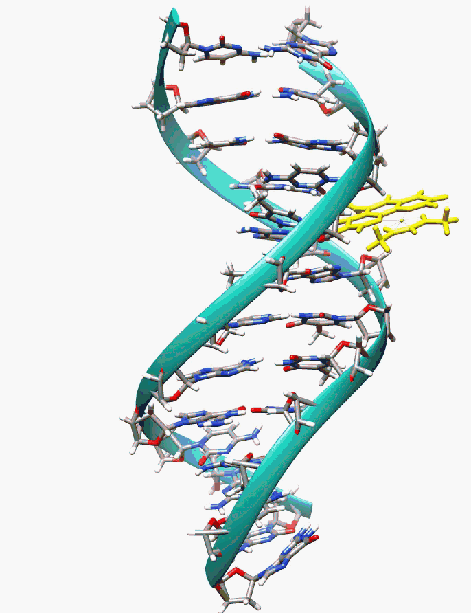 DNA gif.gif