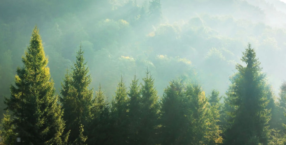 Tree background (mark free)_edited.jpg