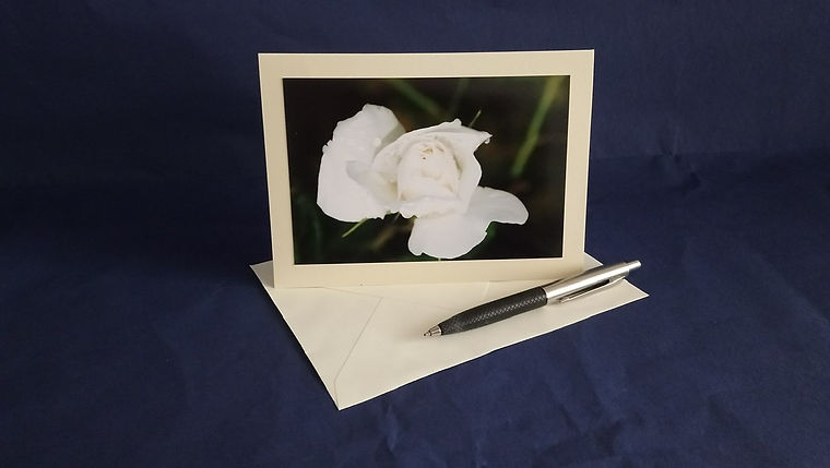 White rose - blank card