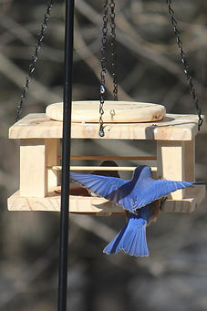 IMG_3293_edited.jpg