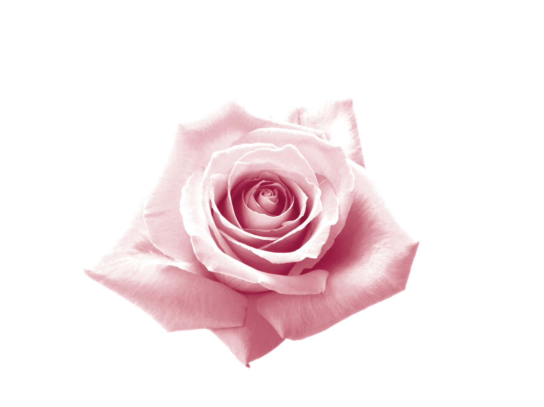 pink-rose-cut-out-4-x-4.gif