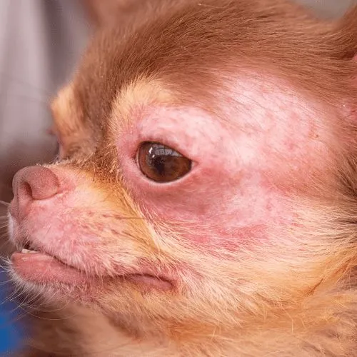 common allergies in dogs