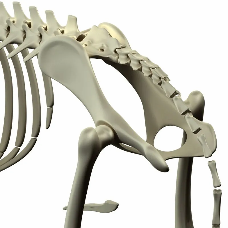 canine hip and joint problems