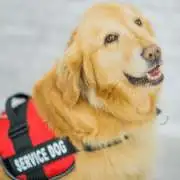 service dog
