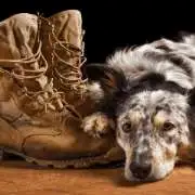 veteran
