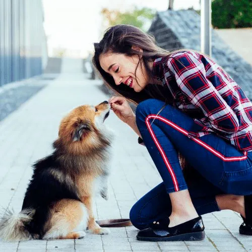 reward your dog