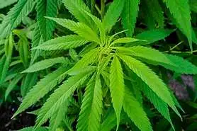 hemp for dogs
