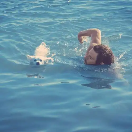 swimming with dog