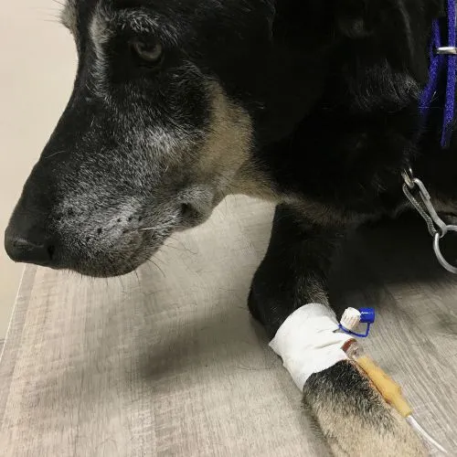 care treatment