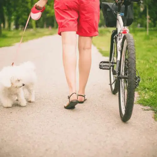 walk with dog