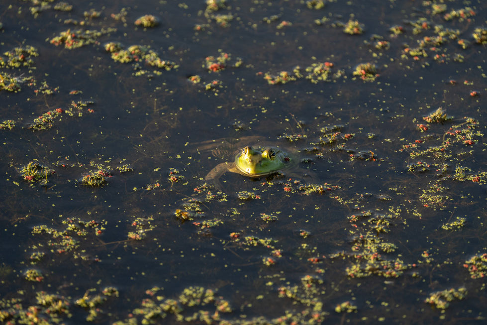 Frog partially submerged in water with floating vegetation.