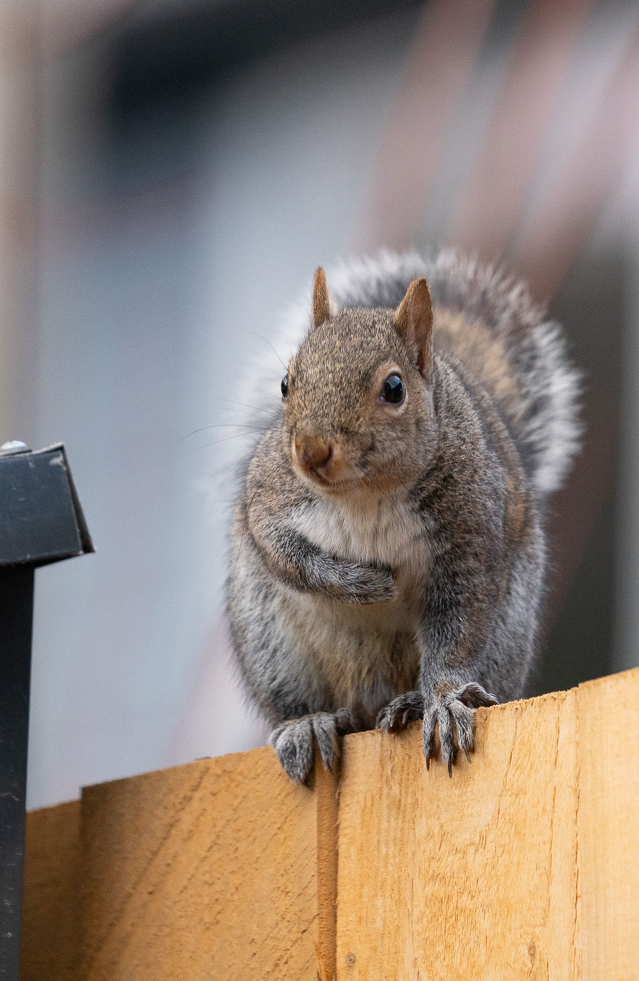 a squirrel perches on the top of the fence and clutches its heart