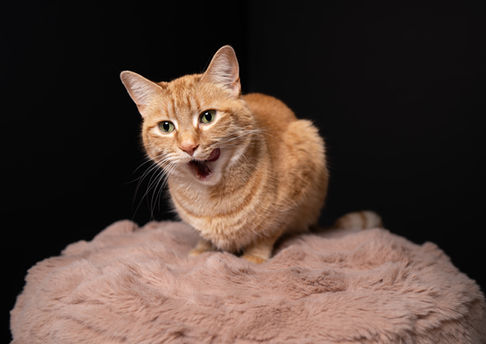 Orange cat sitting on a fluffy surface, yawning.