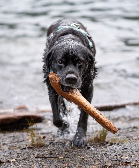 Wet dog carrying a stick from water.