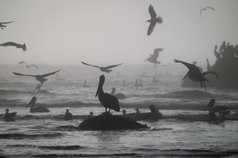 Silhouettes of birds flying over the ocean.