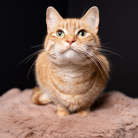 Orange tabby cat sitting on a soft blanket.