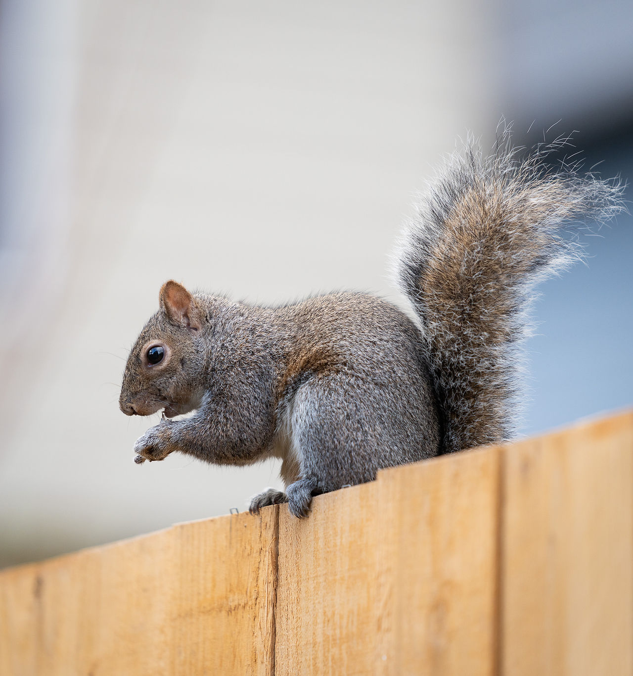 another side view of the squirrel eating its stolen seed
