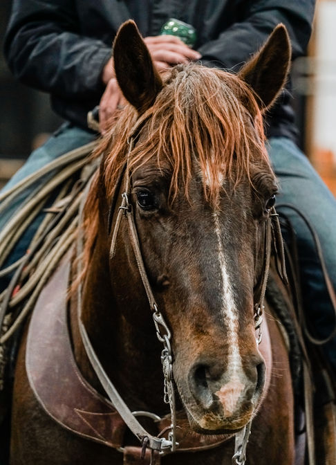 Close-up of a brown horse with a rider.