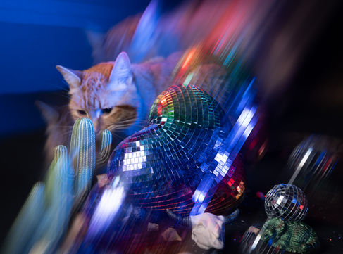 Cat with disco balls and colorful lights.