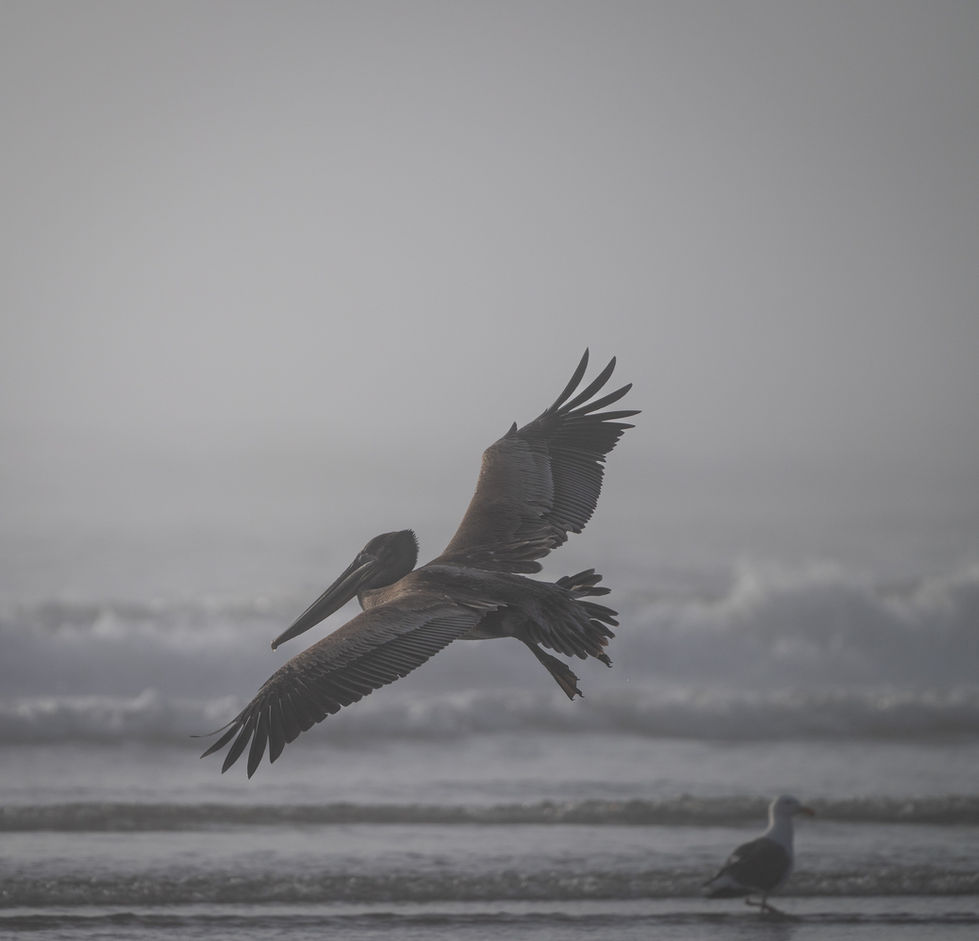 Pelican flying over beach with waves in background.