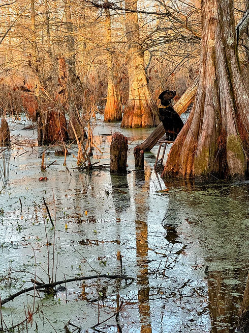 May - Cypress Brake.jpeg