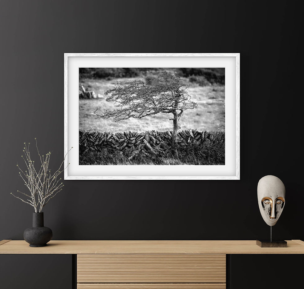 Thumbnail: Lone Tree, Carran, Burren National Park, Co. Clare, Ireland