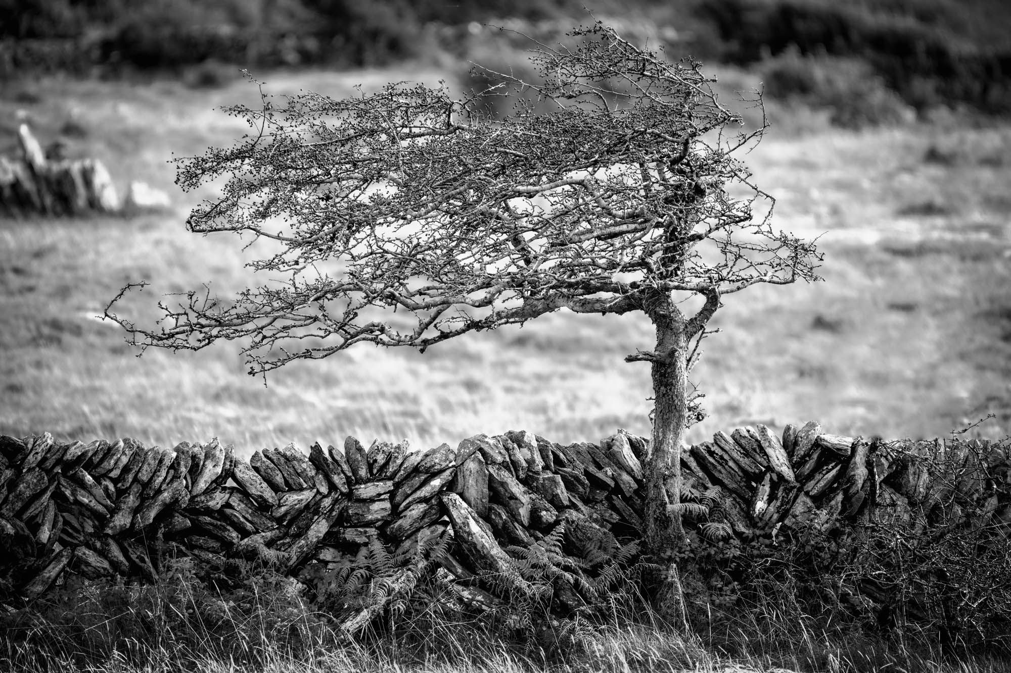 Lone Tree, Carran, Burren National Park, Co. Clare, Ireland