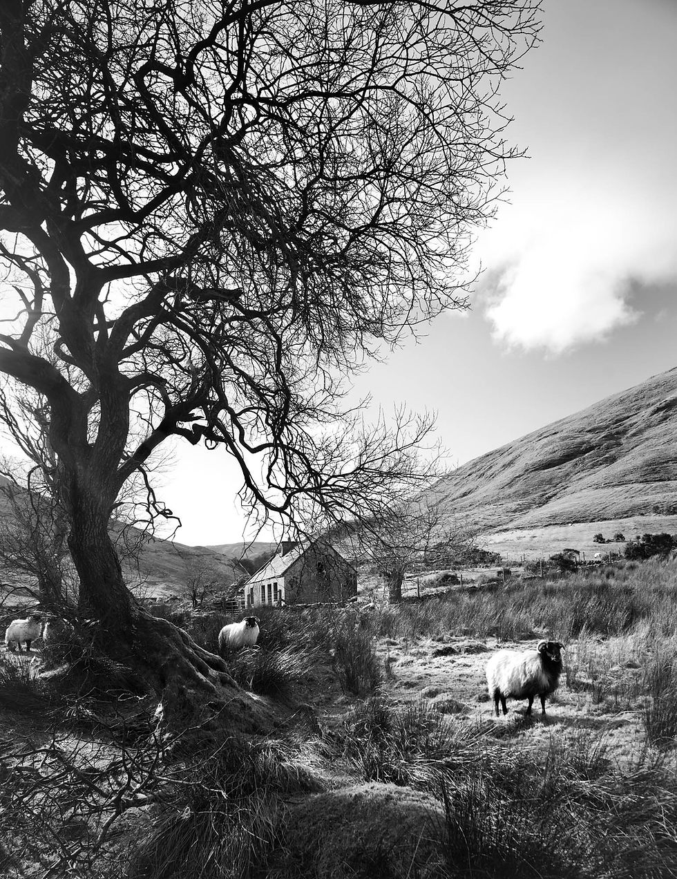 Homeland, Loughnafooey, Co. Galway, Ireland.