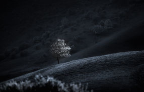 Lone tree, the Burren, Ireland