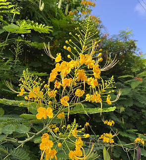 flower.jpg