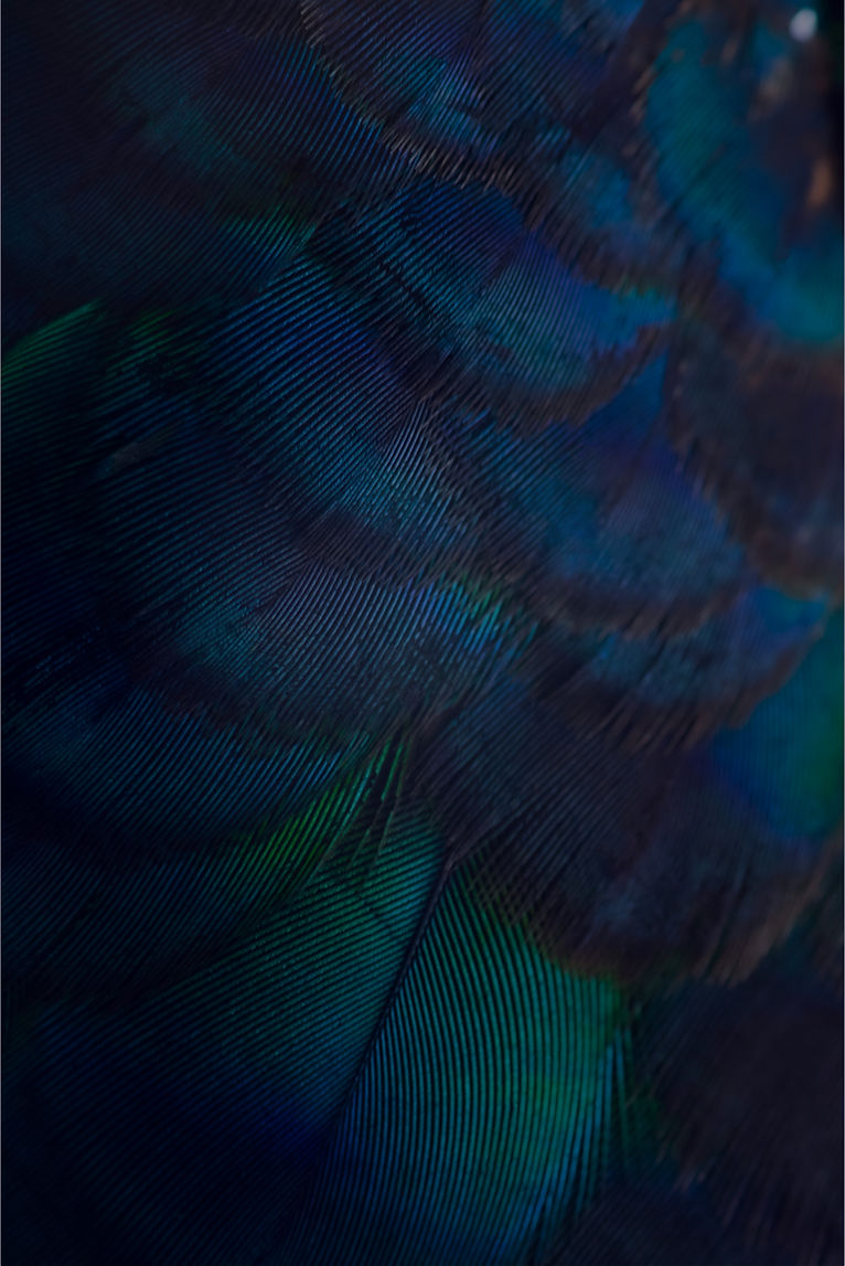 FOND PLUMES.jpg