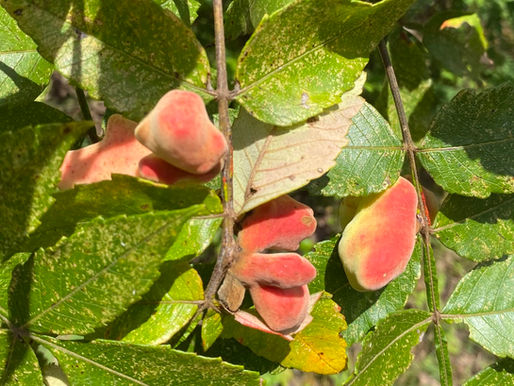 ヌルデの虫こぶ