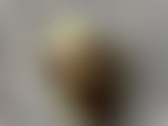 ハートのカメムシ