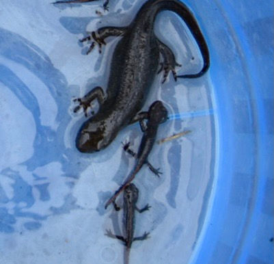 アカハライモリ