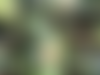 チャノキ(茶の木)の花