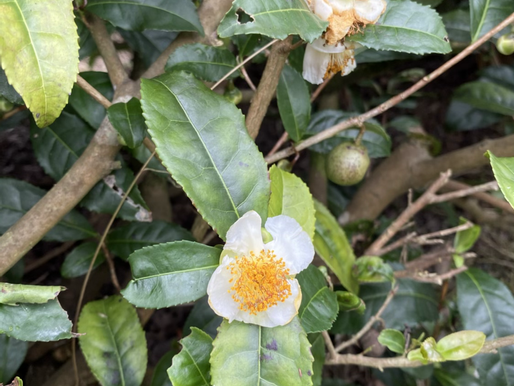 チャノキ(茶の木)の花