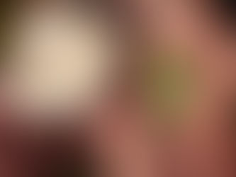 シュレーゲルアオガエル