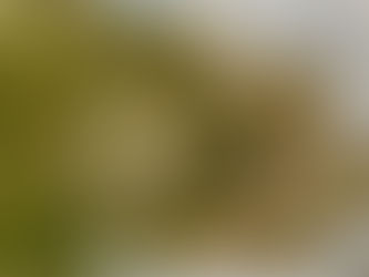 アカガエルの産卵