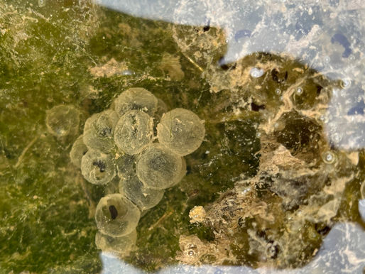 アカガエルの産卵