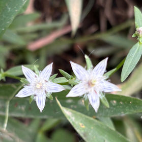 イヌセンブリ発見!