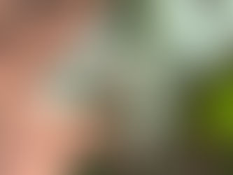 コブシハバチの幼虫がいました