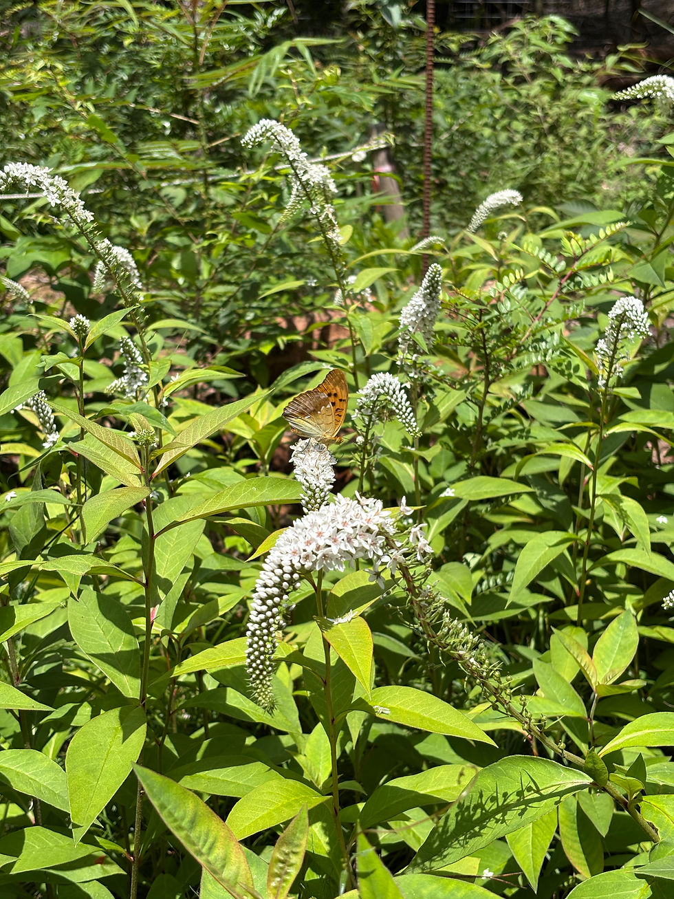 オカトラノオの花畑
