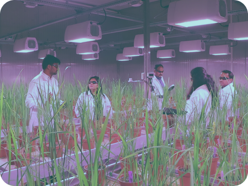 speedflower-irri-develops-speed-breeding-protocol-banner_0 1