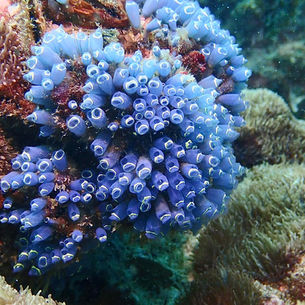 Cluster of blue tube sponges on a coral reef
